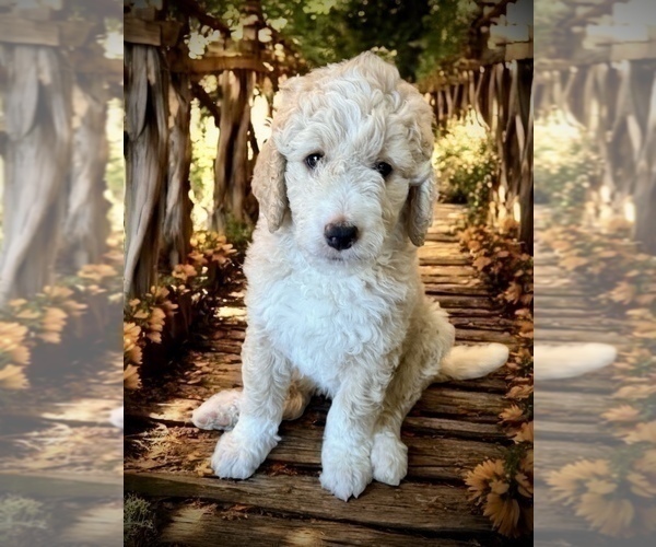 Medium Photo #4 Bernedoodle Puppy For Sale in MENIFEE, CA, USA