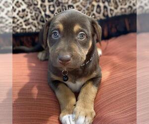 Mutt Dogs for adoption in San Diego, CA, USA