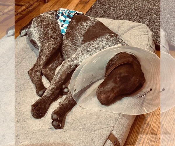 Medium Photo #3 German Shorthaired Pointer Puppy For Sale in Menlo Park, CA, USA