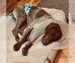 Small #2 German Shorthaired Pointer