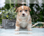 Small Photo #18 Pembroke Welsh Corgi Puppy For Sale in NEW CONCORD, OH, USA