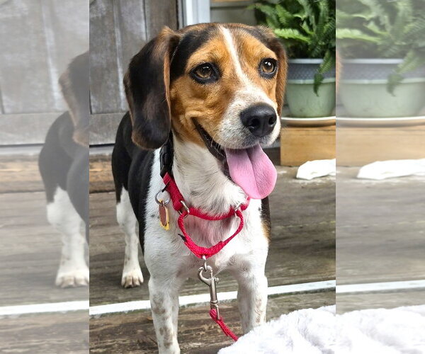 Medium Photo #4 Beagle Puppy For Sale in Dunnellon, FL, USA