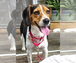 Small #3 Beagle