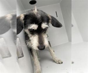 Border Terrier-Miniature Schnauzer Mix Dogs for adoption in Houston, TX, USA