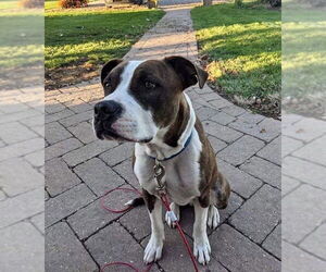 Mugsy - Male American Pit Bull Terrier-Unknown Mix Dog for Adoption - Photo #36