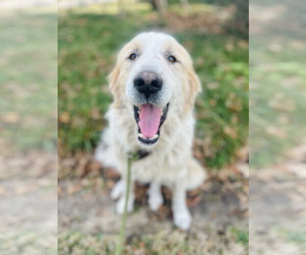 Medium Photo #2 Great Pyrenees Puppy For Sale in Spring, TX, USA