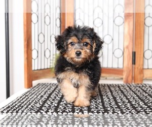Yo-Chon Puppy for sale in NAPLES, FL, USA