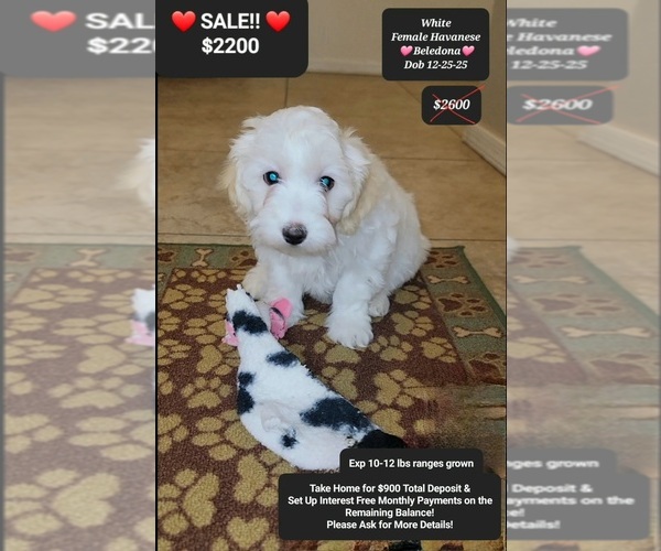 Medium Photo #1 Havanese Puppy For Sale in TUCSON, AZ, USA