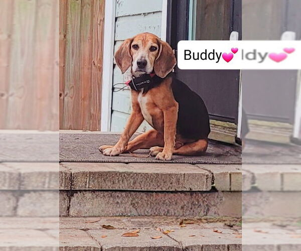 Medium Photo #2 Beagle Puppy For Sale in Tampa, FL, USA