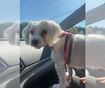 Small #2 Maltese Mix
