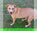 Small #9 American Staffordshire Terrier-Catahoula Leopard Dog Mix