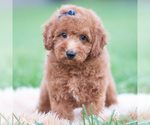 Small Photo #10 Goldendoodle (Miniature) Puppy For Sale in WARSAW, IN, USA