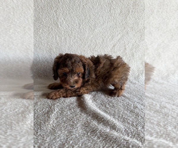 Medium Photo #1 Poodle (Miniature) Puppy For Sale in MUNFORDVILLE, KY, USA