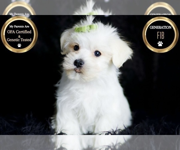 Medium Photo #95 Morkie Puppy For Sale in WARSAW, IN, USA