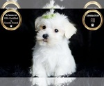 Small Photo #95 Morkie Puppy For Sale in WARSAW, IN, USA
