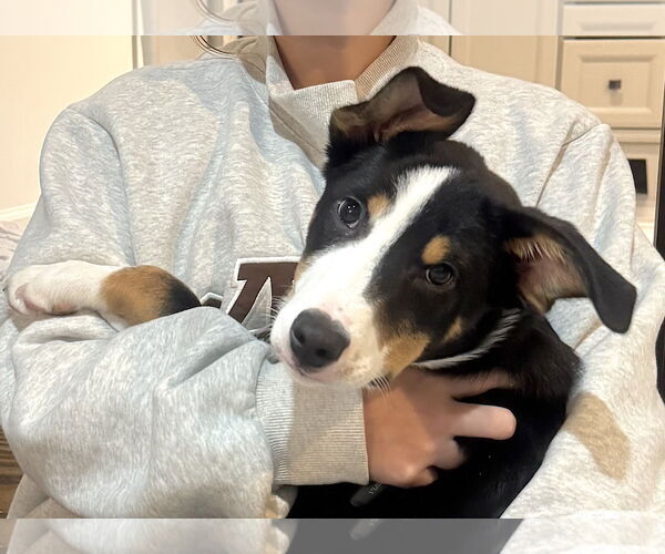 Medium Photo #2 Border Collie-Unknown Mix Puppy For Sale in Mount Airy, NC, USA