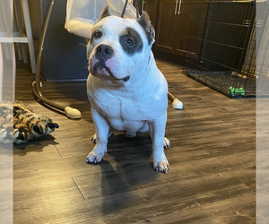 American Bully Puppy for sale in DES MOINES, IA, USA