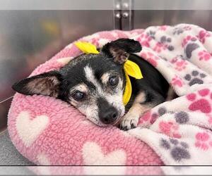 Chihuahua Dogs for adoption in Orange, CA, USA