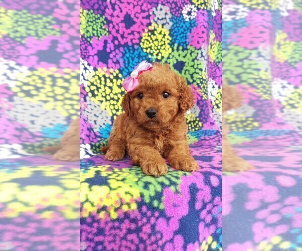 Medium Photo #6 Cavachon-Poodle (Toy) Mix Puppy For Sale in LANCASTER, PA, USA