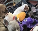 Small Photo #3 French Bulldog Puppy For Sale in FORT MYERS, FL, USA