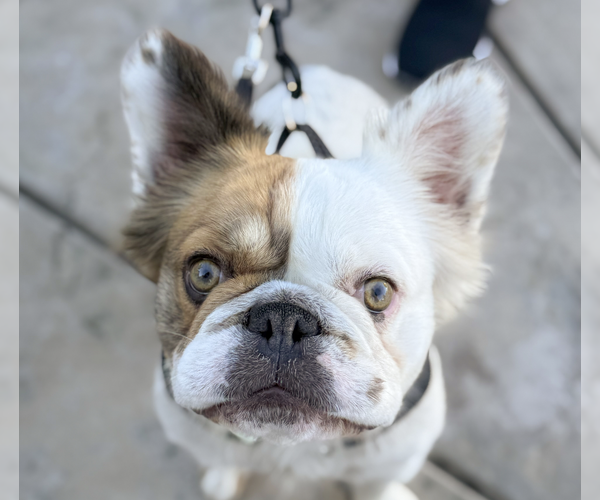 Medium Photo #1 French Bulldog Puppy For Sale in San Ramon, CA, USA