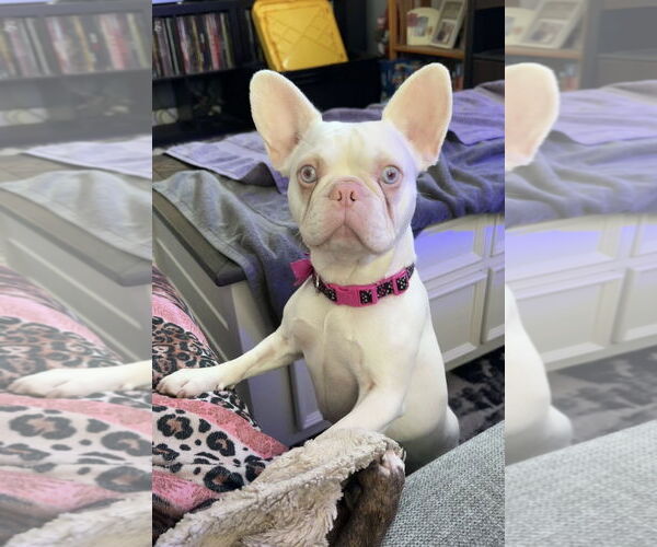 Medium Photo #1 French Bulldog Puppy For Sale in St. Louis Park, MN, USA