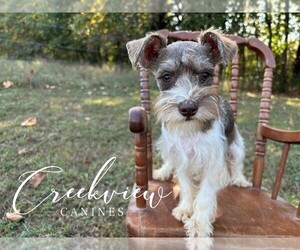 Schnauzer (Miniature) Puppy for Sale in NIANGUA, Missouri USA