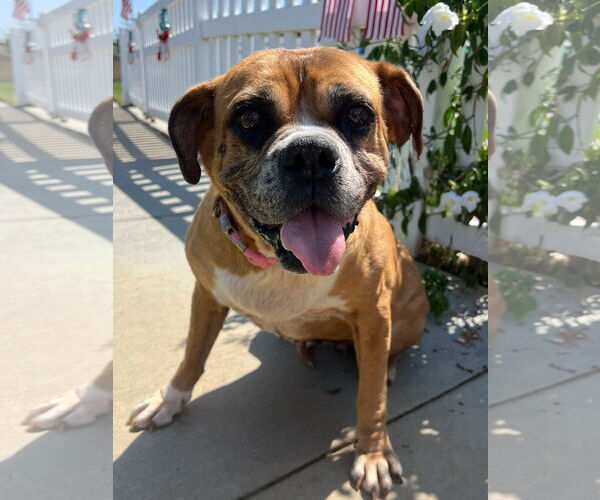 Medium Photo #5 Boxer-Unknown Mix Puppy For Sale in Newport Beach, CA, USA