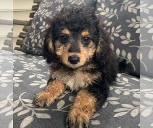 Bernedoodle-Poodle (Miniature) Mix Puppy for sale in LANCASTER, PA, USA