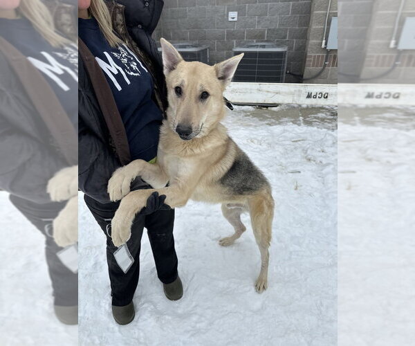 Medium Photo #7 German Shepherd Dog Puppy For Sale in Evansville, IN, USA