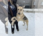 Small #6 German Shepherd Dog