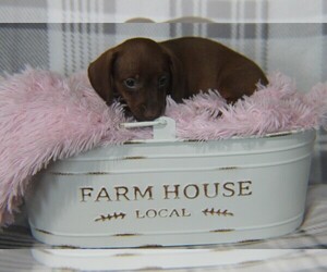 Dachshund Dog for Adoption in SHILOH, Ohio USA