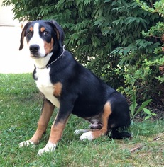 Greater Swiss Mountain Dog Puppy for sale in EAST EARL, PA, USA