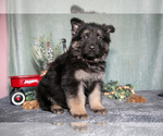 Small Photo #8 German Shepherd Dog Puppy For Sale in NAPPANEE, IN, USA
