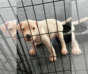 Dogo Argentino Puppy for Sale in NEWARK, New Jersey USA