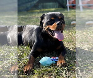 Rottweiler Dogs for adoption in Mooresville, NC, USA