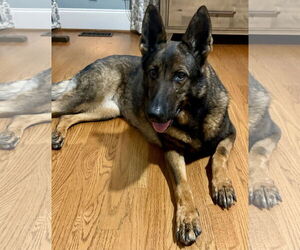 German Shepherd Dog Dogs for adoption in New Hill, NC, USA