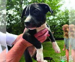 Small #4 Labrador Retriever Mix