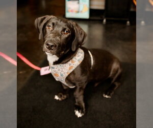 Labrador Retriever-Unknown Mix Dogs for adoption in St. Louis Park, MN, USA