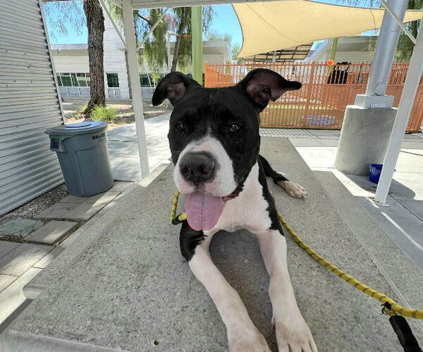 Medium Photo #1 American Pit Bull Terrier-Unknown Mix Puppy For Sale in Las Vegas, NV, USA