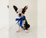 Small Photo #2 Boston Terrier Puppy For Sale in SAN ANTONIO, TX, USA