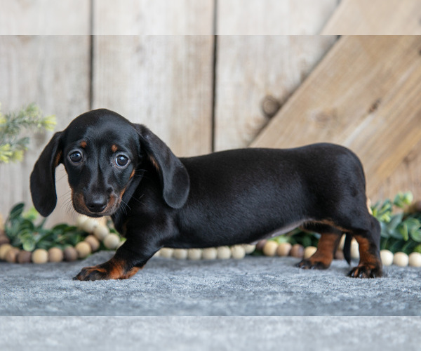 Medium Photo #3 Dachshund Puppy For Sale in GREENWICH, OH, USA