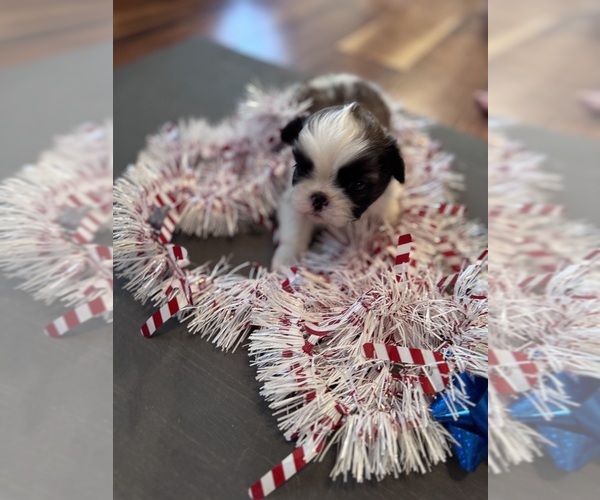 Medium Photo #6 Shih Tzu Puppy For Sale in CENTRALIA, IL, USA