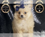 Small #6 Pomeranian