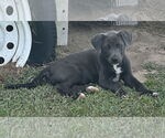 Small #3 Labrador Retriever Mix
