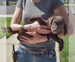 Small #3 Sheprador