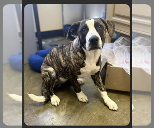 Boxer-Staffordshire Bull Terrier Mix Dogs for adoption in Westwood, NJ, USA