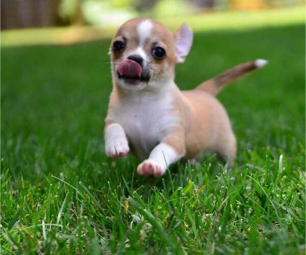 Medium Photo #2 Chihuahua Puppy For Sale in KERNERSVILLE, NC, USA