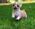 Small #1 Chihuahua
