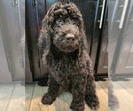 Small Photo #2 Goldendoodle Puppy For Sale in KANSAS CITY, MO, USA